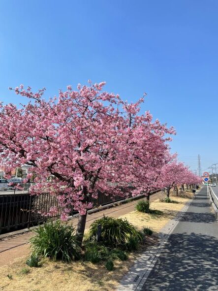 満開の安行桜を見に… ～癒しのデイサービス草加安行