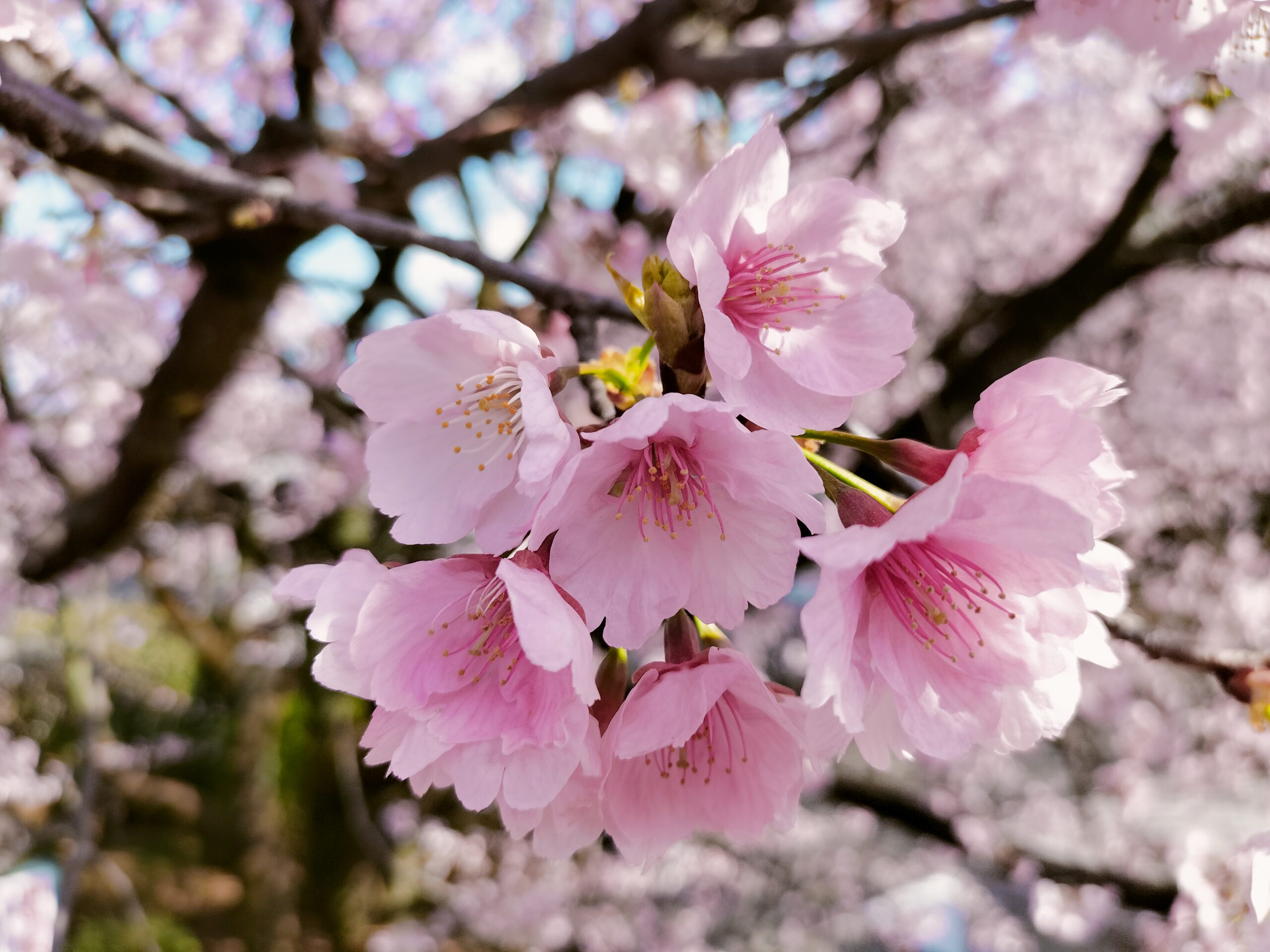 満開の桜！心躍る！ ～癒しのデイサービス八幡木