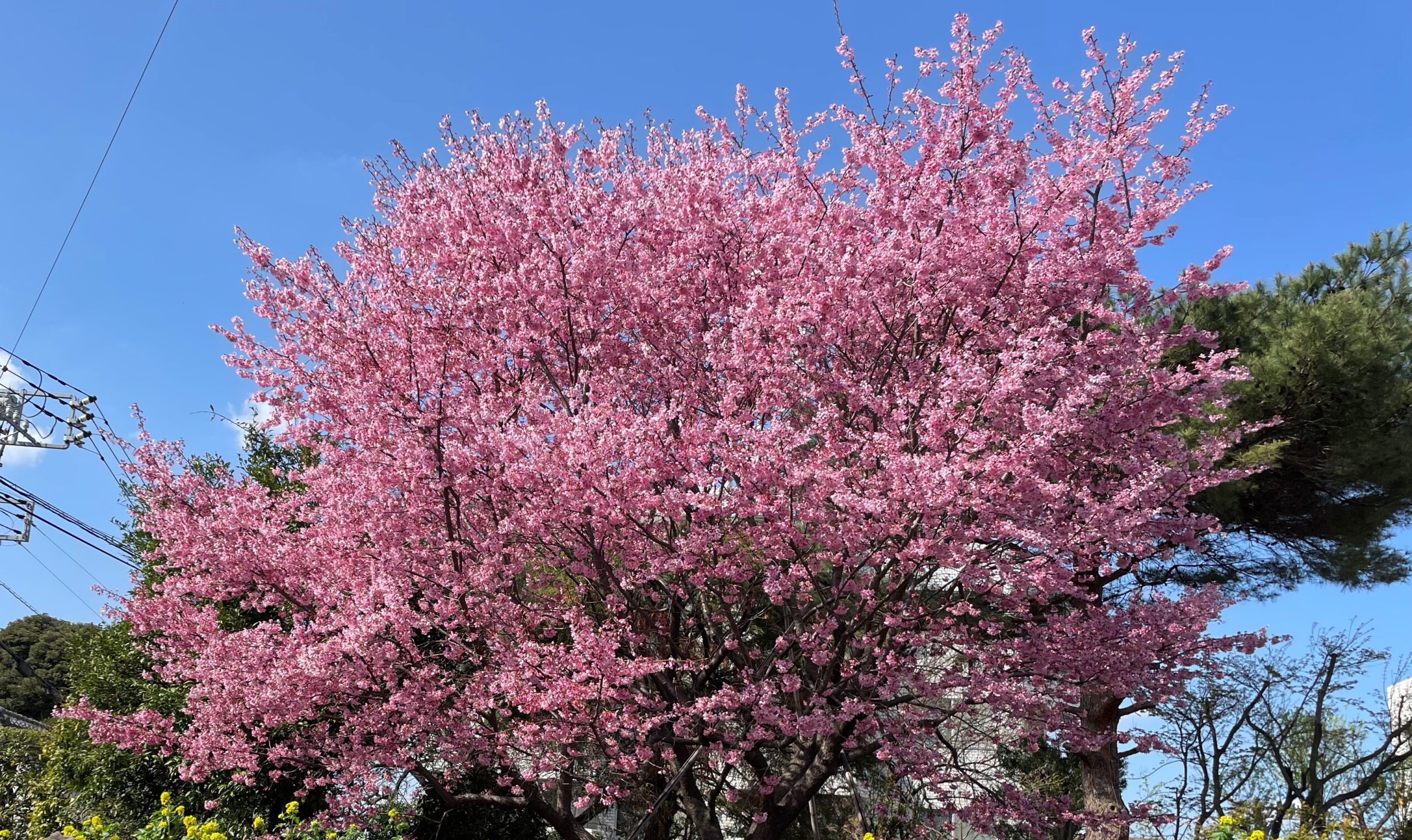 デイサービスの少し変わった桜 ～癒しのデイサービス浦和
