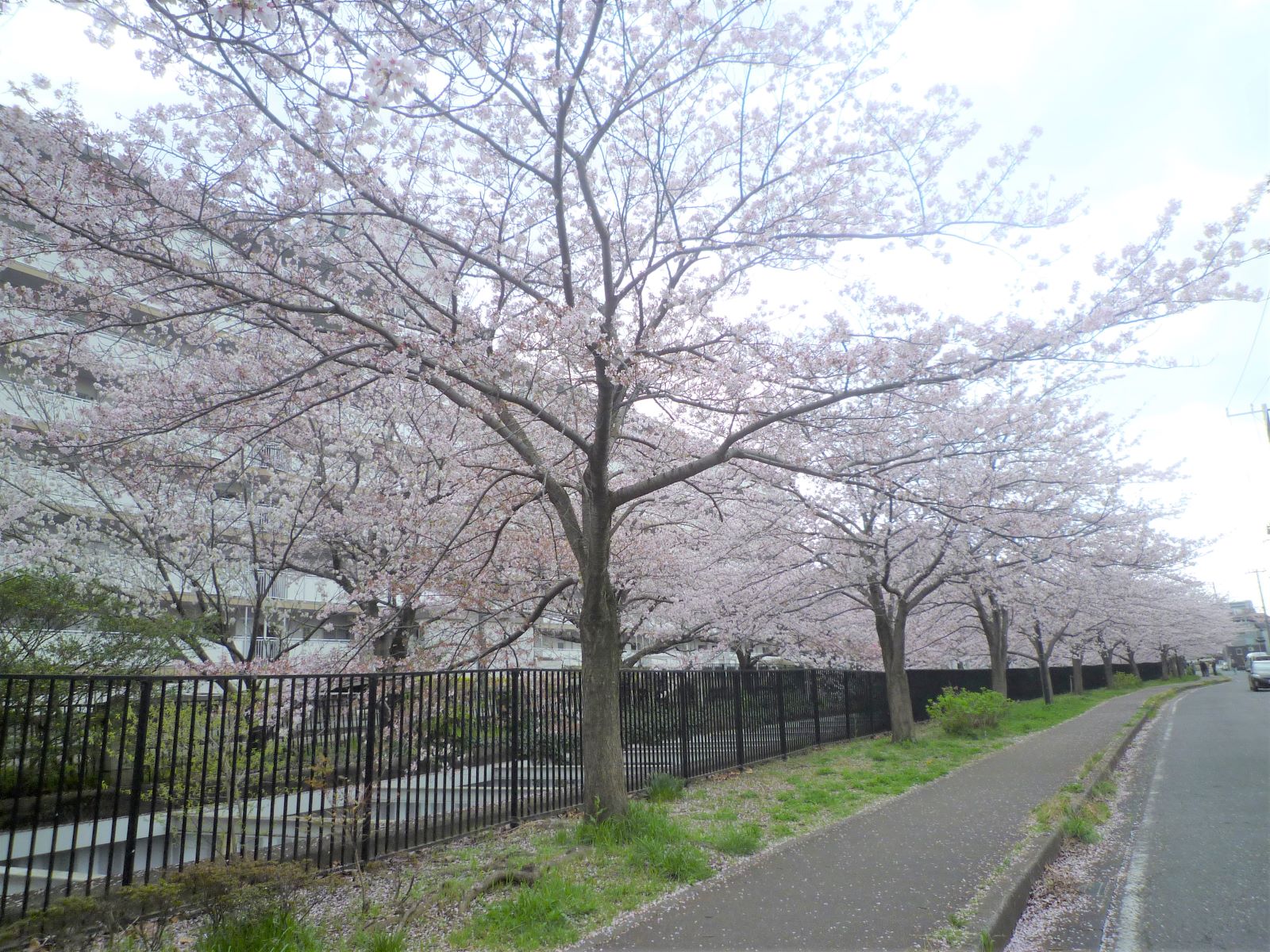 満開の桜 ～癒しのデイサービス八千代台