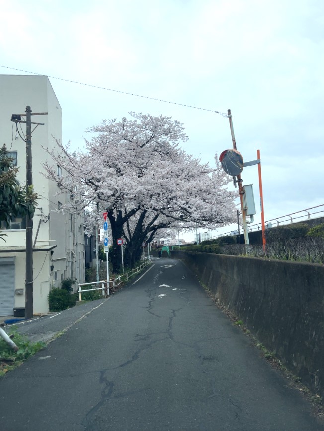 葛飾の桜 ～癒しのデイサービス葛飾