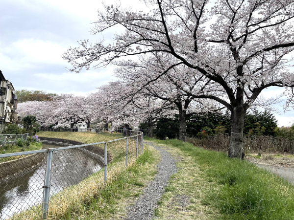 桜満開～花見ドライブ～ ～癒しのデイサービス浦和