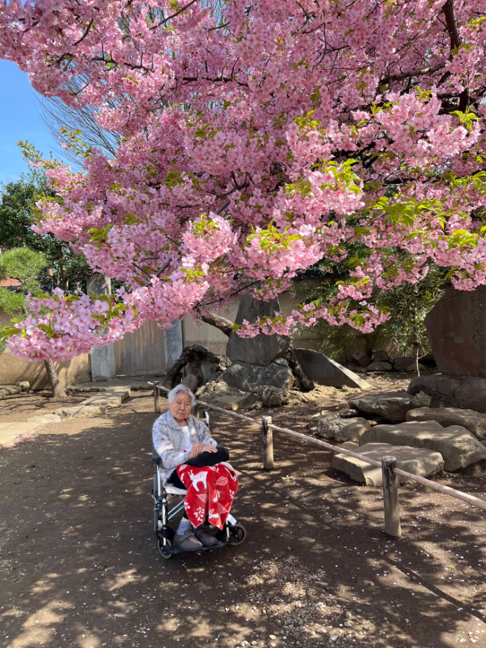 梅照院と桜　～癒しの新井薬師